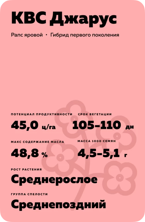 КВС Джарус гибрид рапса ярового