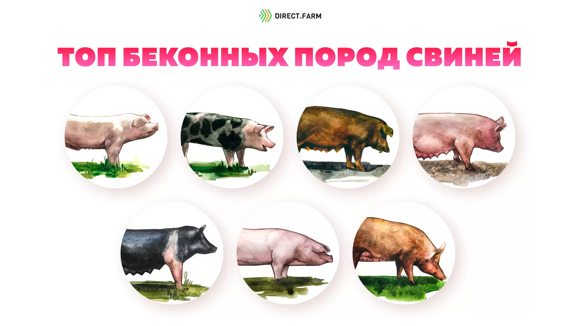 Лучшие породы свиней список