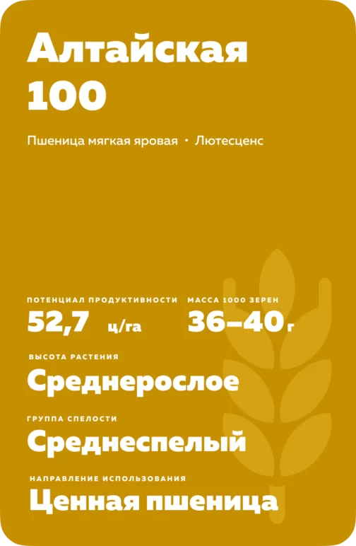 Алтайская 100 сорт мягкой яровой пшеницы