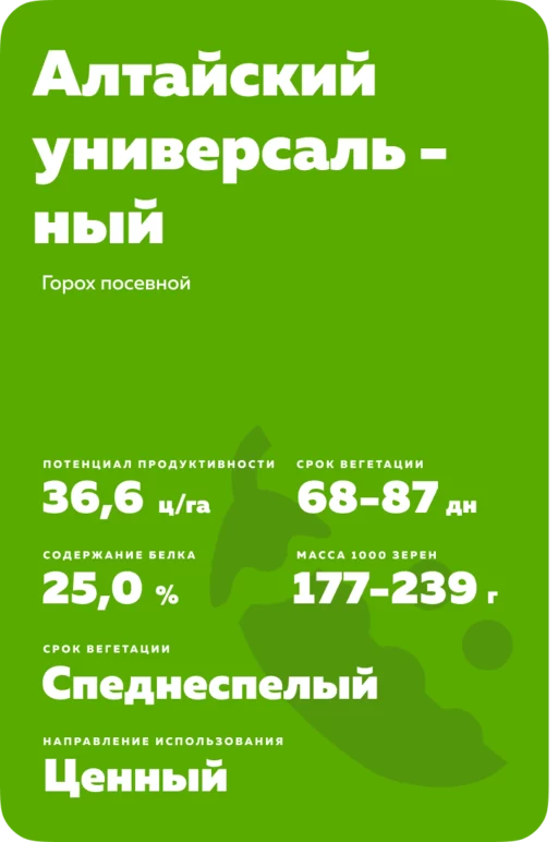 Алтайский универсальный сорт гороха посевного