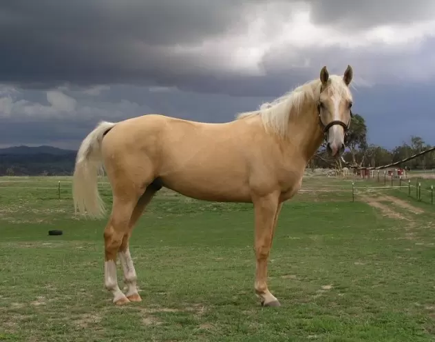 Торийская порода лошадей 