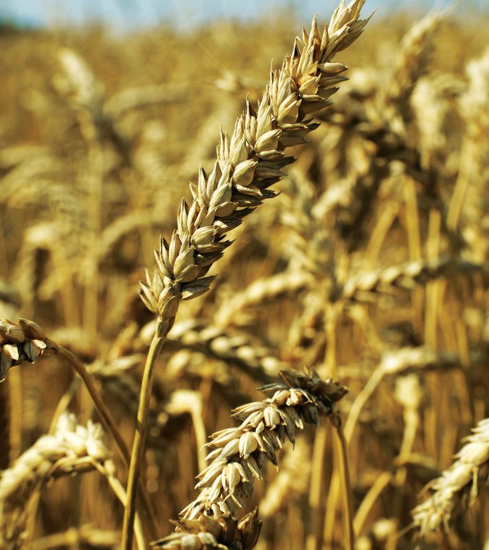 Топ 10 - лучших сортов озимой пшеницы за 2021 год