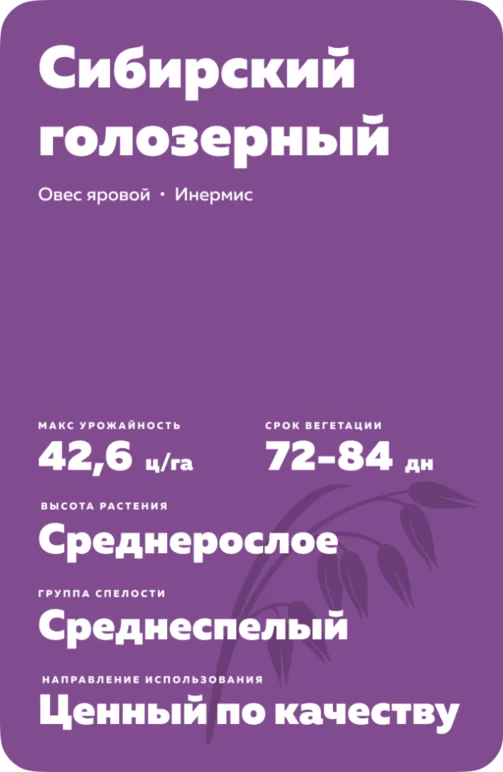 Сибирский голозерный сорт овса ярового