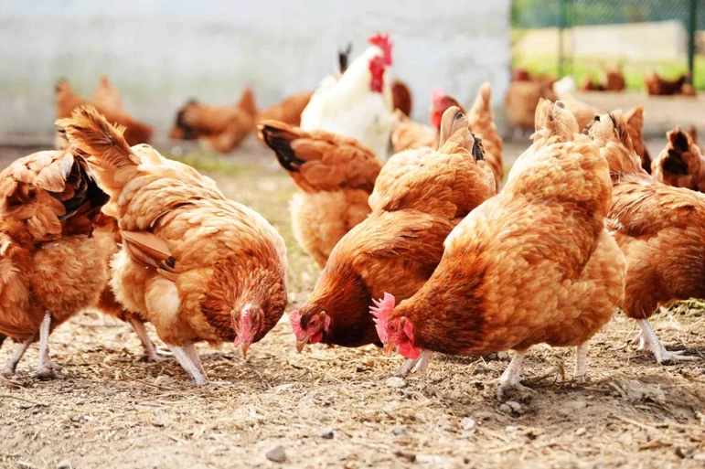 Производители мяса хотят ограничить содержание домашних птиц на дачных участках
