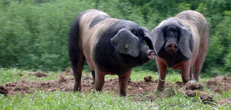 Баскская порода свиней