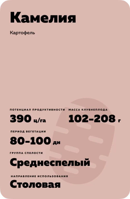 Камелия