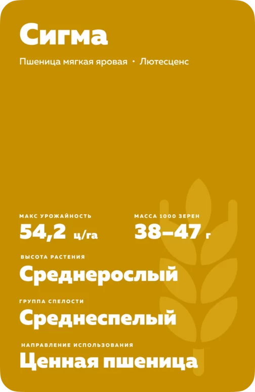 Сигма сорт мягкой яровой пшеницы