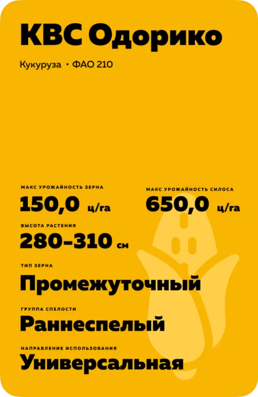 КВС Одорико - гибрид кукурузы ( Zea mays L.).