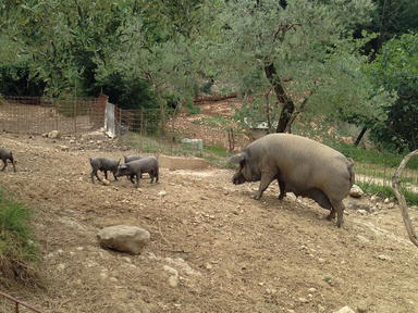 Неро казертано (казертанская) – порода свиней