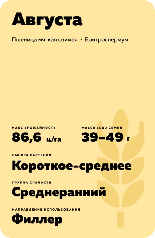 Августа сорт мягкой озимой пшеницы