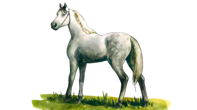 Терская порода лошадей