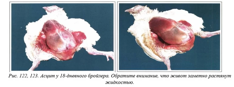 Вегад - Атлас болезней птицы. Ч. 25. Асцит (водянка)