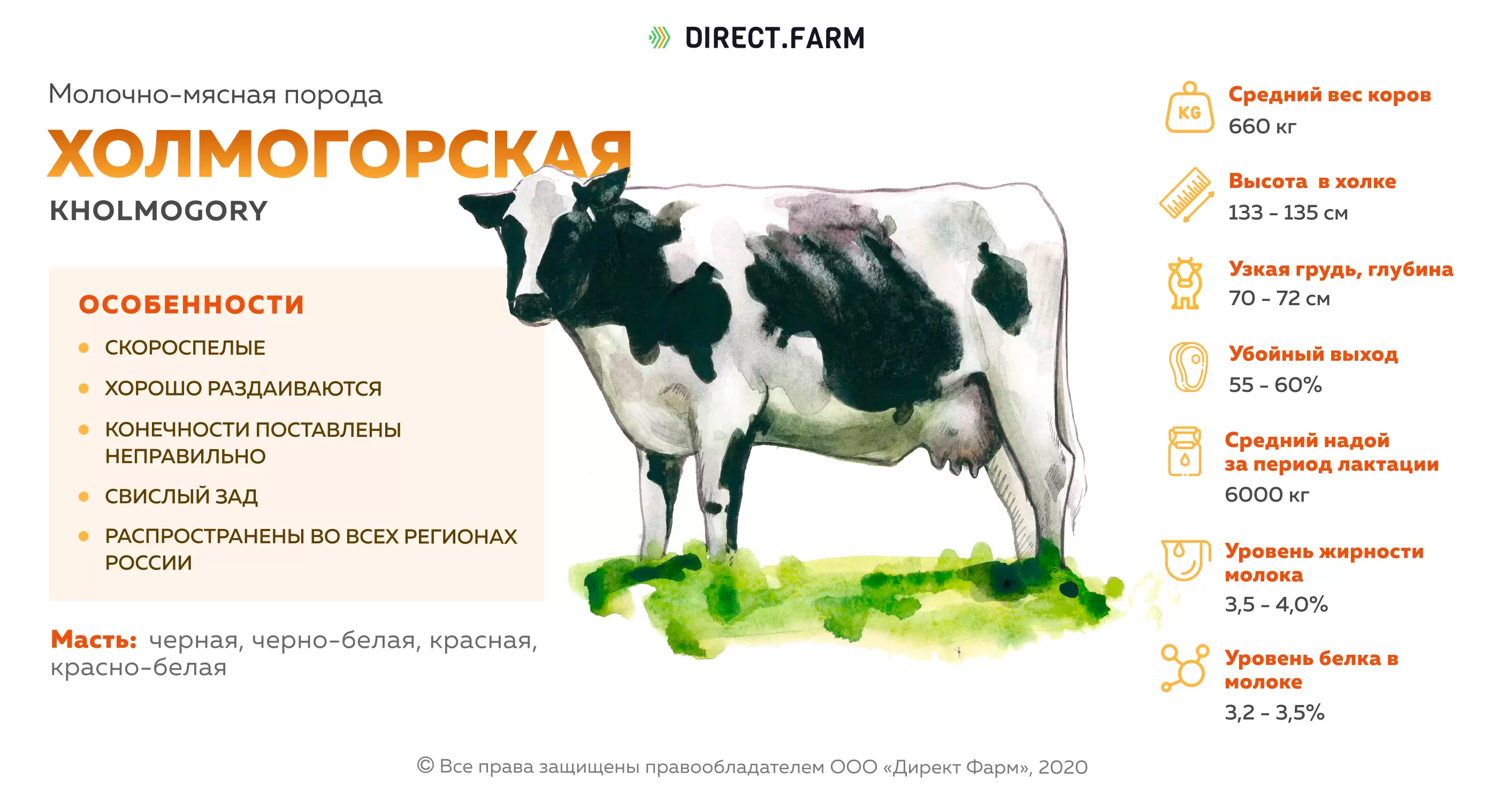 Холмогорская порода коров: характеристика быков и телят, плюсы и минусы (29 фото)