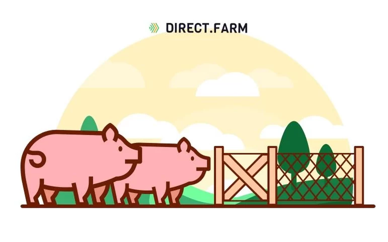 Пастбищное содержание свиней: производство органической свинины