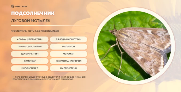 Шпаргалка д.в. против луговой мотылек