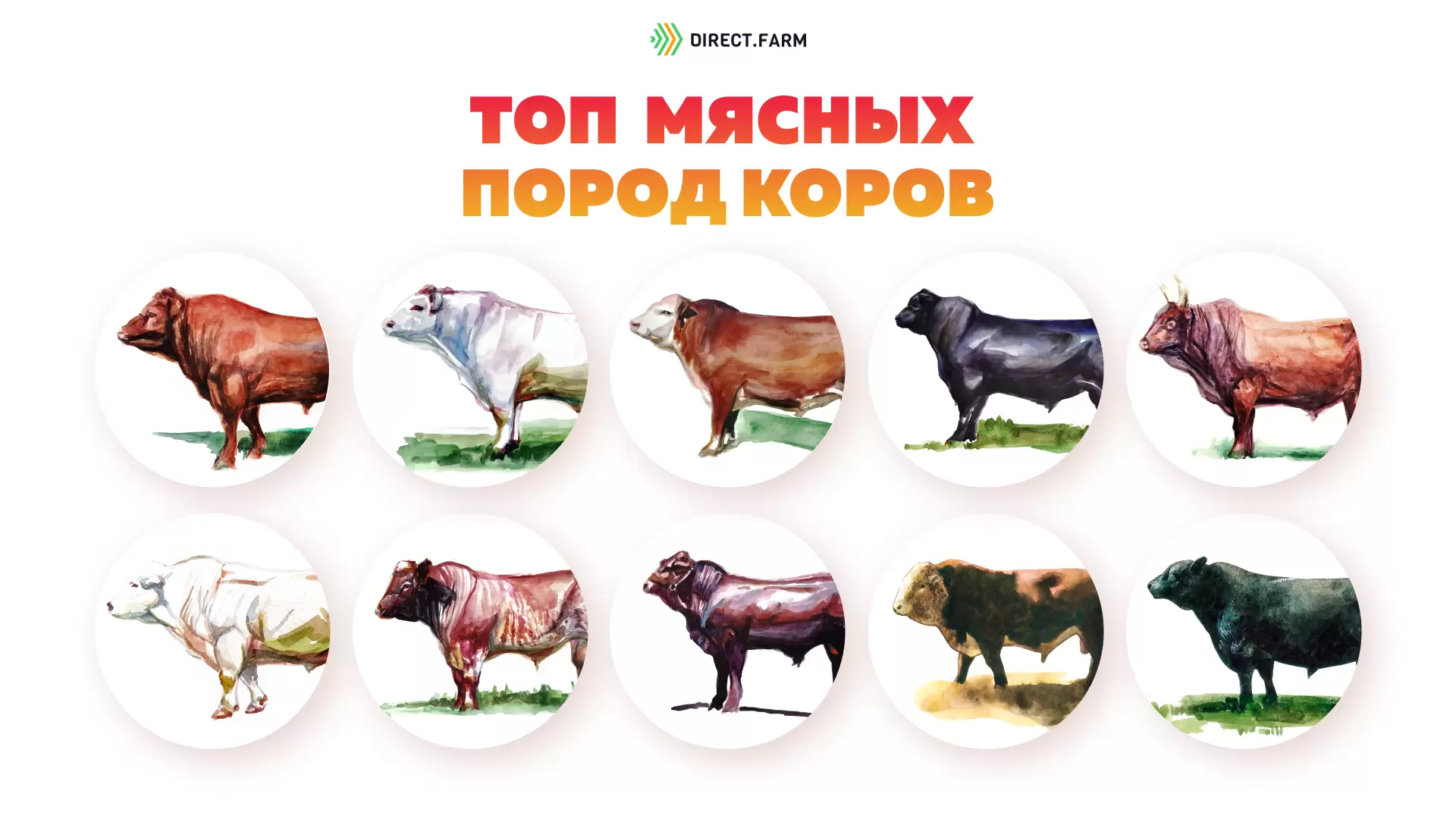 Породы коров мясного направления с фото и описаниями