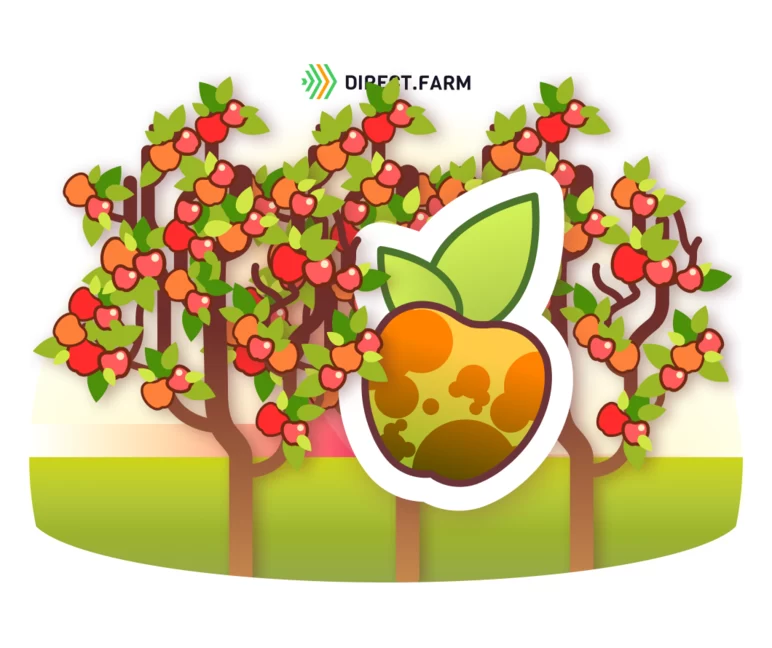 Загар (поверхностный ожог) плодов яблони и методы его преодоления