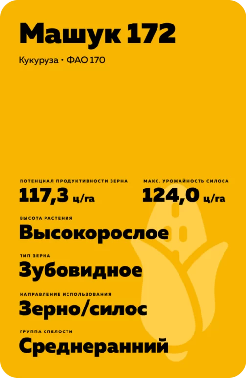 Машук 172 гибрид кукурузы
