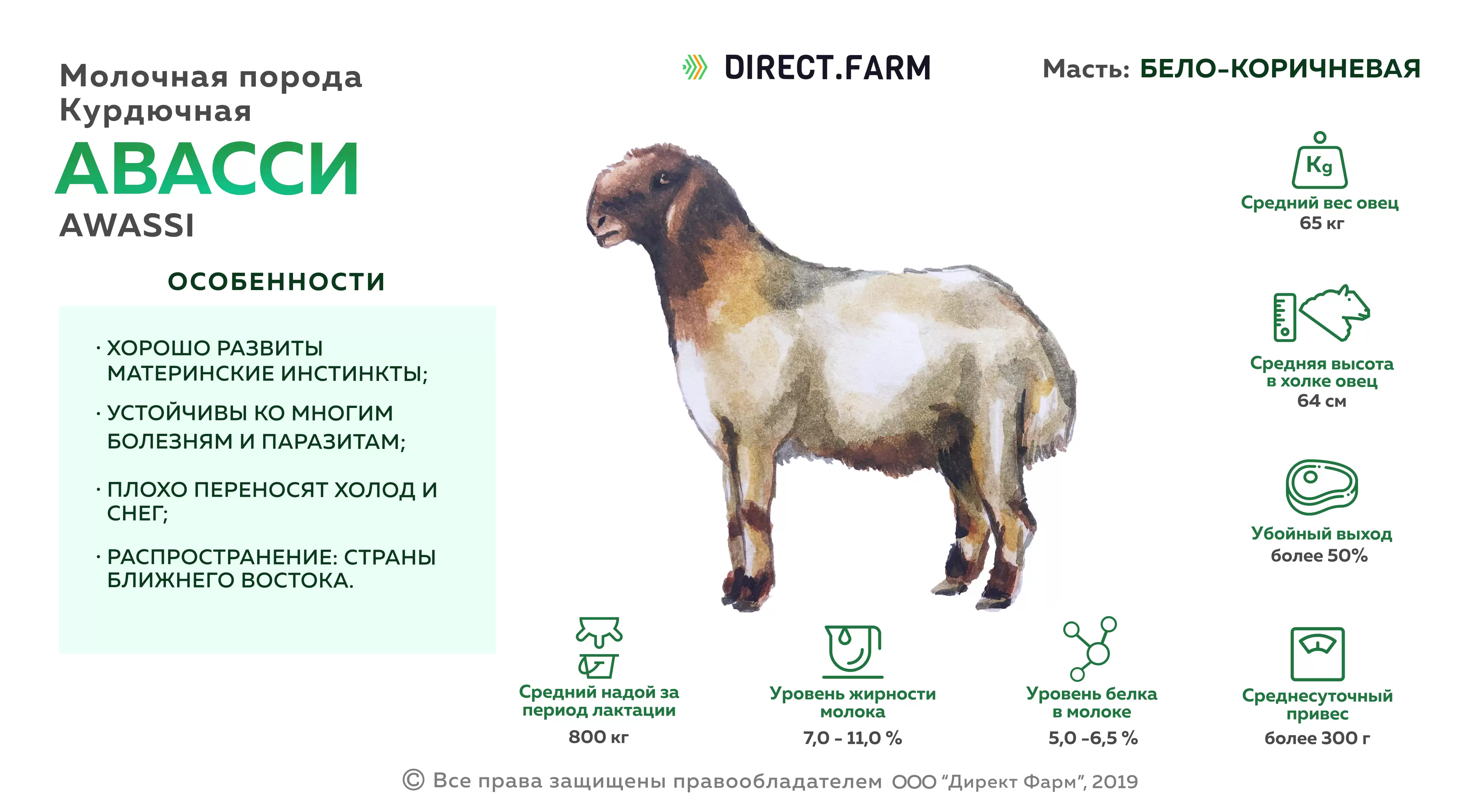 Овцы плодовитость. Авасси порода овец. Молочные породы овец авасси. Порода лакон молочная порода овец. Молочная порода овец Ассаф.