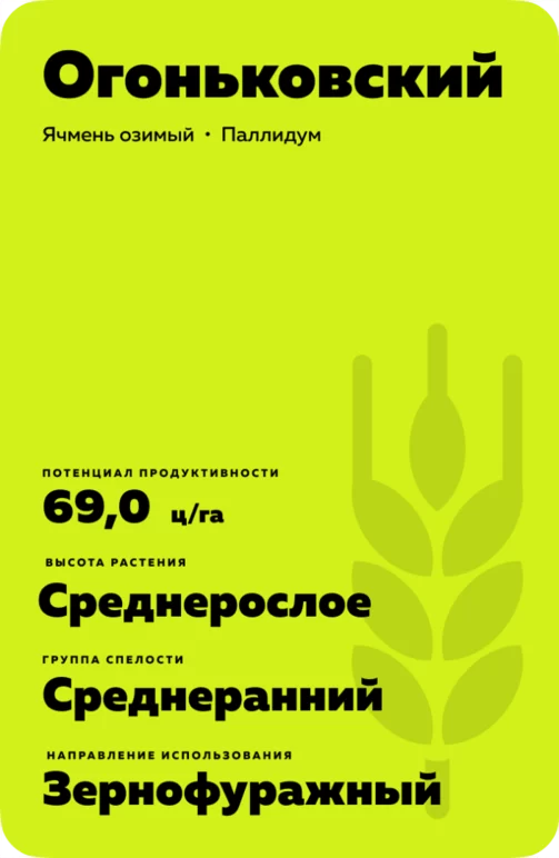 Огоньковский сорт озимого ячменя
