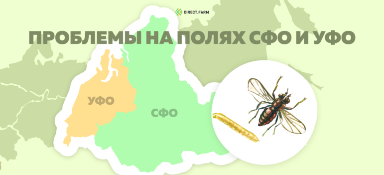 Угроза: Ячменная шведская муха