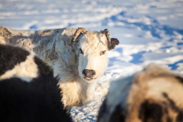 Ученые Якутии начали эксперимент по клонированию коровы якутской породы