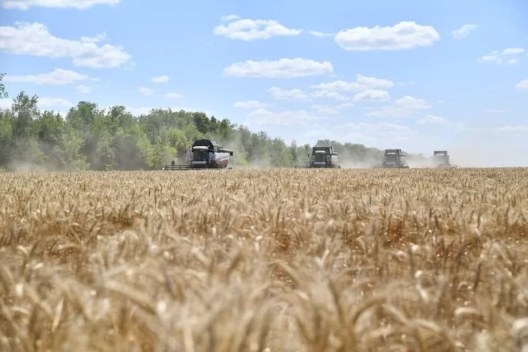 «Совэкон» прогнозирует рекордный экспорт пшеницы в июле