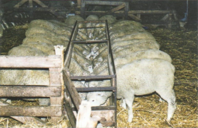 Дюдэ – Овцеводство. Гл. 13. Животноводческие помещения