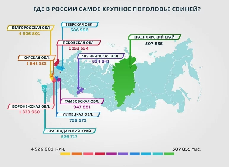Где в России самое крупное поголовье свиней