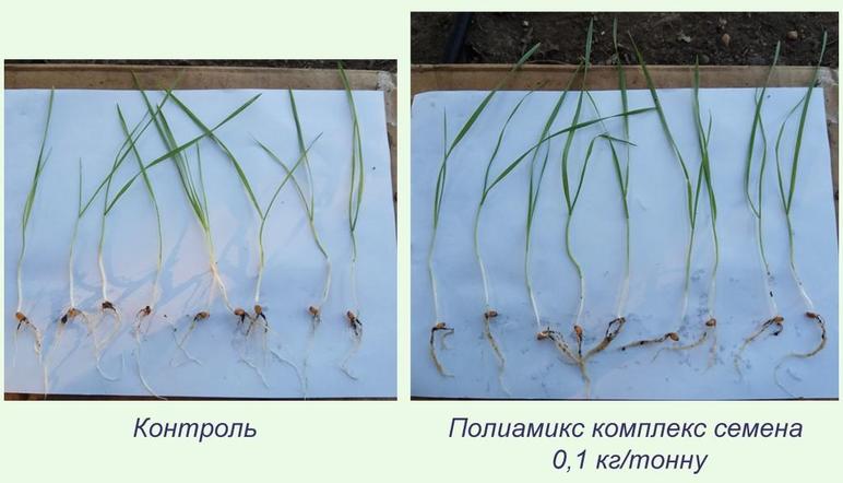 Проверка эффективности препарата "Полиамикс Семена" на озимой пшенице