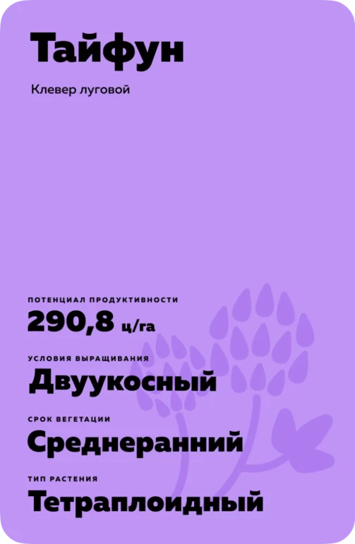 Тайфун (TAIFUN)