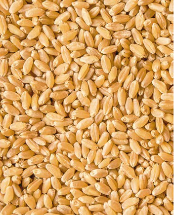 Ярина сорт твердой яровой пшеницы