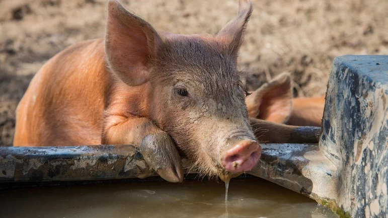  Питьевое поведение свиней. Каковы признаки ухудшения здоровья?