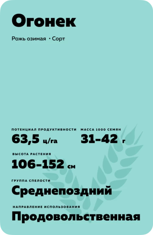 Огонек - рожь озимая. Характеристики и отзывы