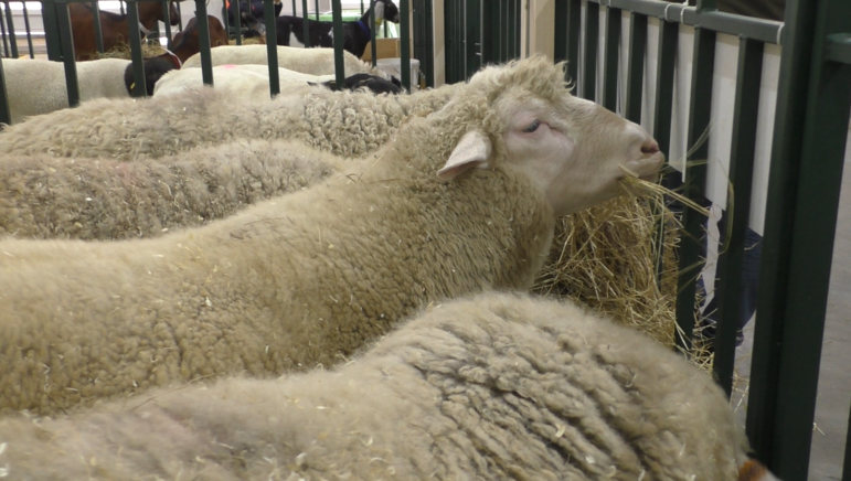 Татарстанская порода овец