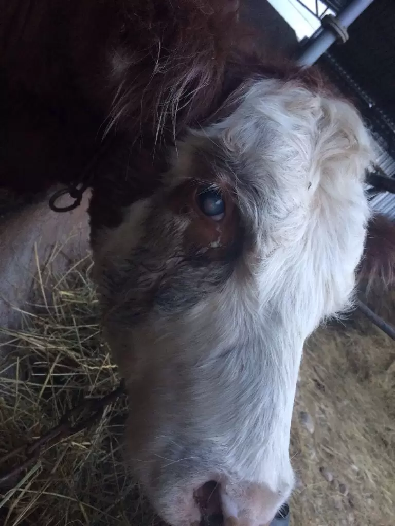 Почему у коровы мутные глаза: причины и лечение бельма