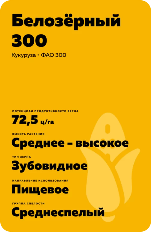 Белозерный 300 гибрид кукурузы