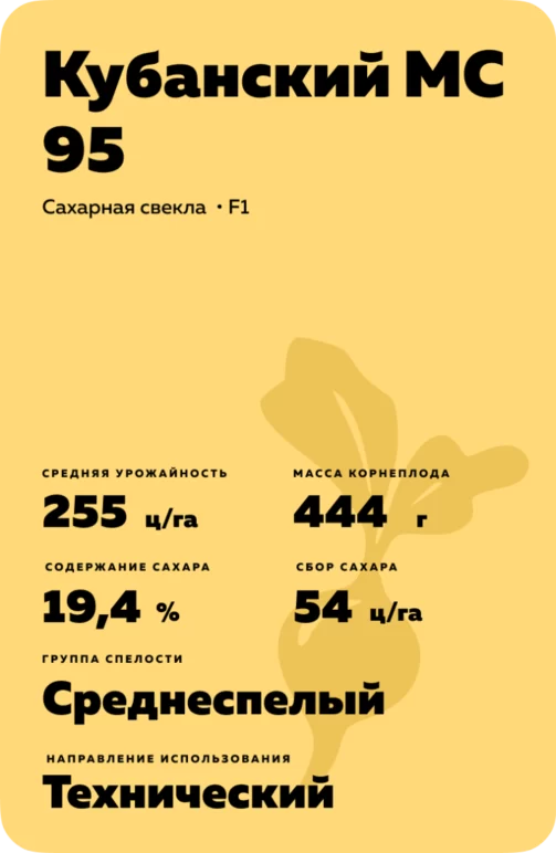 Кубанский МС 95 гибрид сахарной свеклы