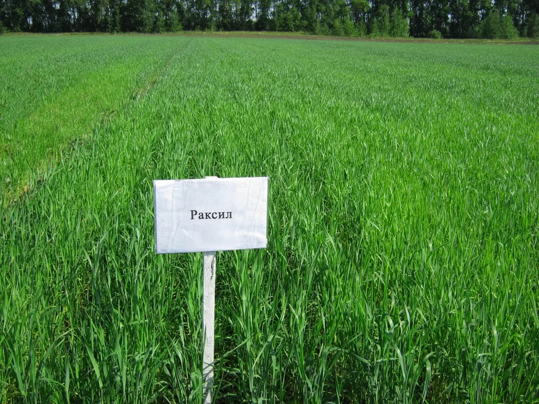 Применение торфогуминового удобрения в качестве стимулятора роста на яровой пшенице