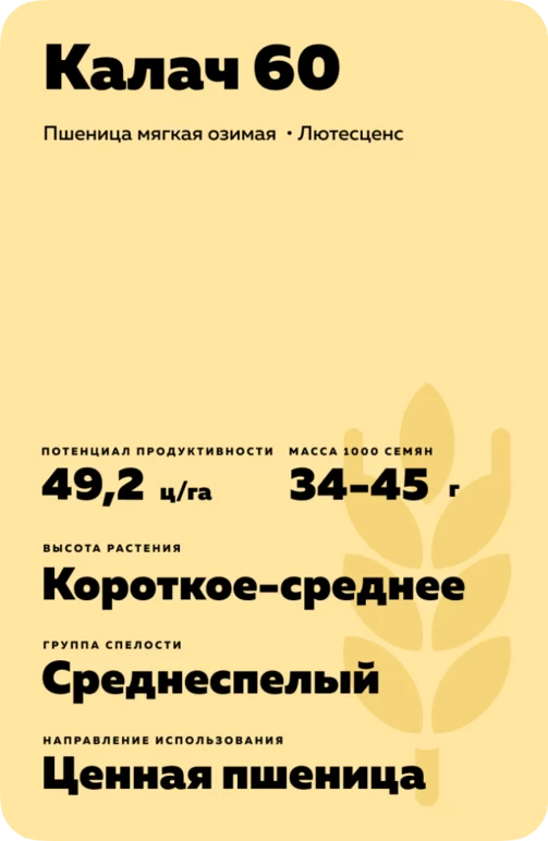 Калач 60 сорт озимой пшеницы