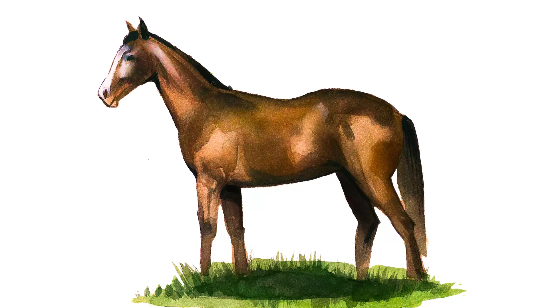 Ольденбургская порода лошадей