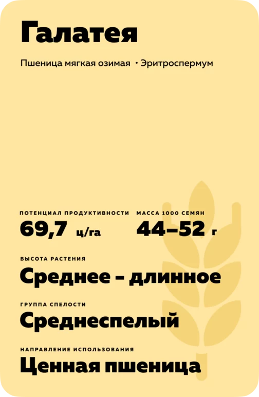 Галатея сорт мягкой озимой пшеницы