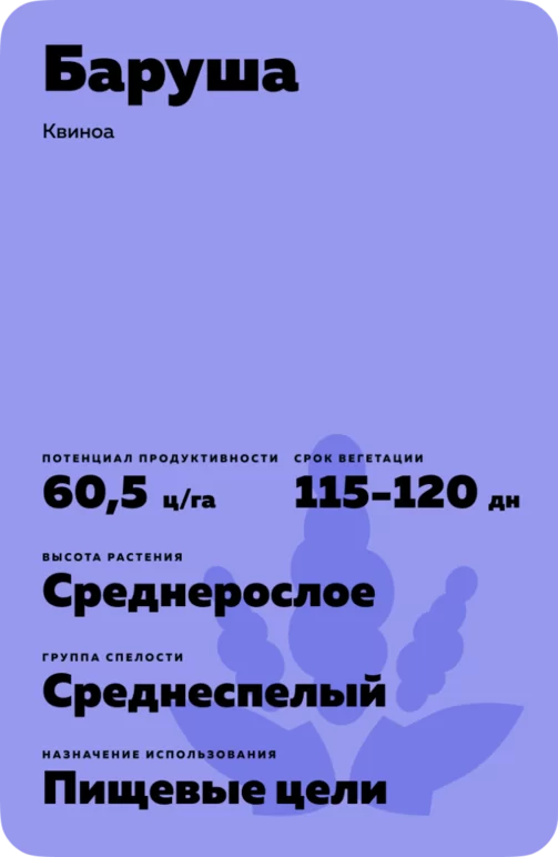 Баруша