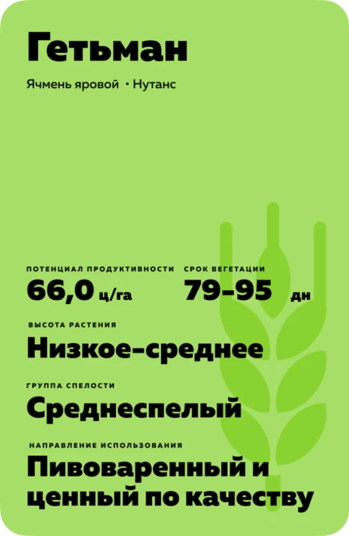 Гетьман сорт ячменя ярового