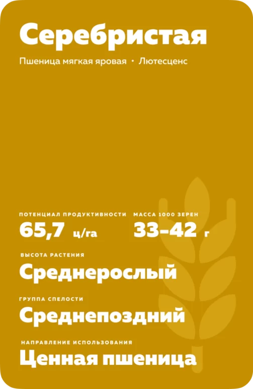 Серебристая пшеница мягкая яровая