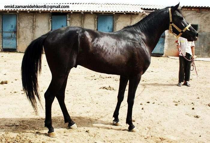 Иомудская порода лошадей