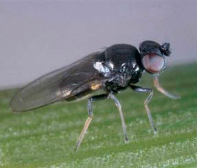 Угроза: Ячменная шведская муха