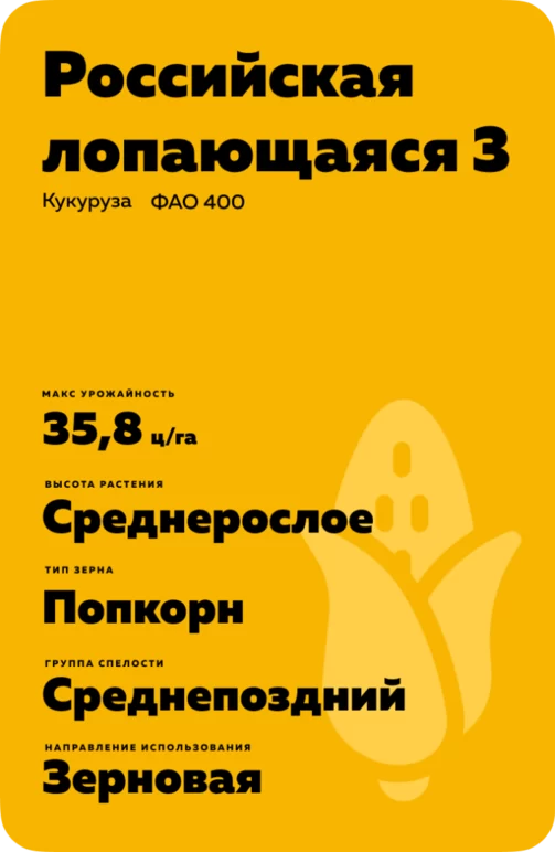 Российская лопающаяся 3 - сорт кукурузы (Zea mays L.).