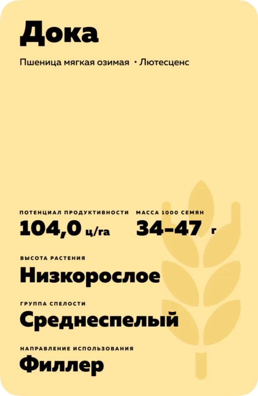 Дока пшеница