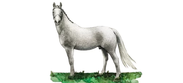Вестфальская порода лошадей